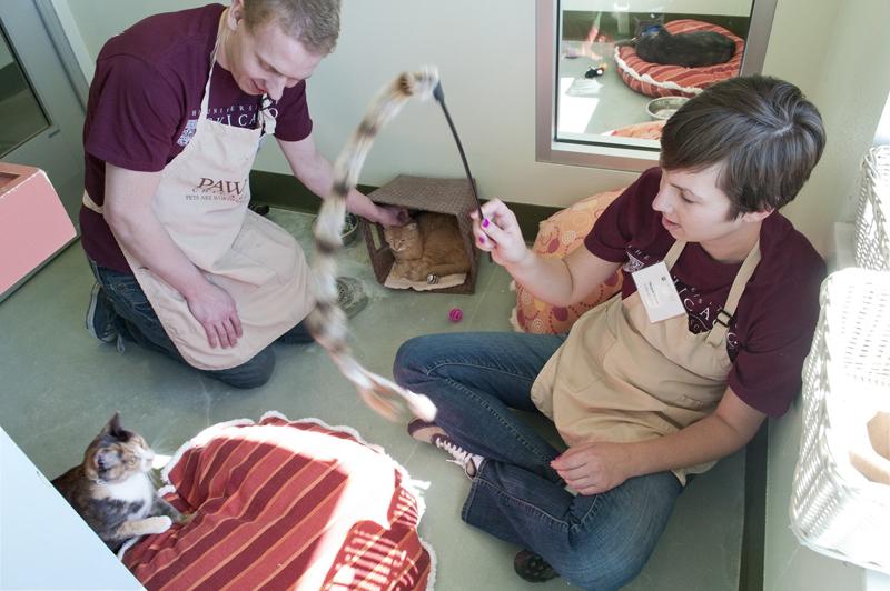 Other students volunteered by socializing with the animals at PAWS Chicago.