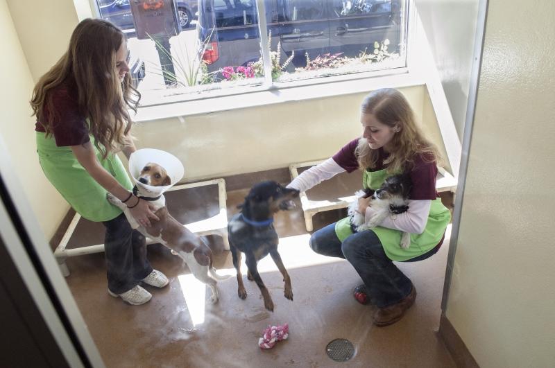 Playing with grateful dogs was one of the more fun service activities. 